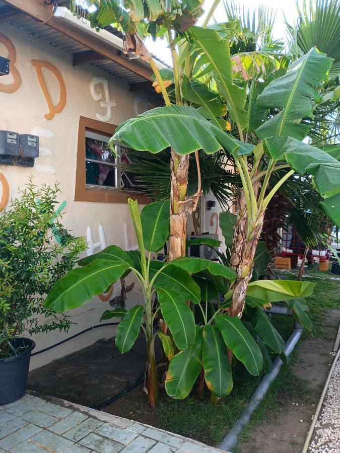 דירות אורנג'סטאד Aruba Backpackers מראה חיצוני תמונה